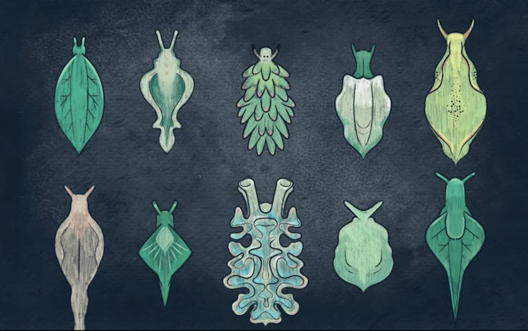 The blurry line between plants and&nbsp;animals